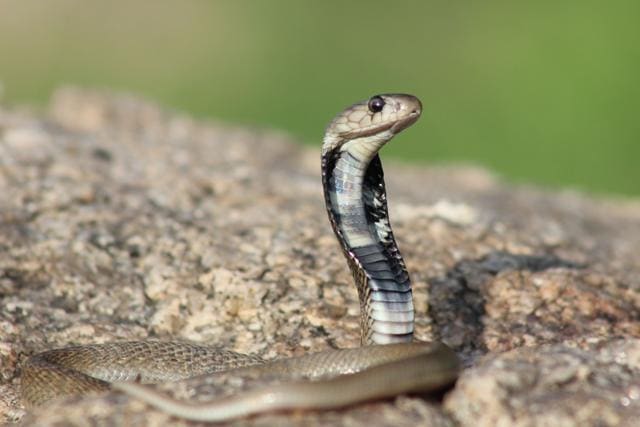 Indian cobra: The majority of adult specimen range from 1 to 1.5m (3.3 to 4.9ft) in length. The Indian cobra’s venom can paralyse muscles. In cases of severe bites, it may lead to respiratory failure or cardiac arrest. (Surya Prakash)