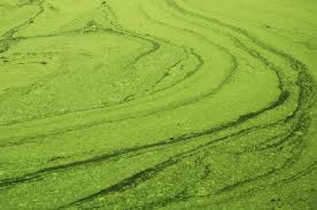 The growth of blue-green algae increased the lake’s oxygen supply, leading to a depletion of its aquatic life, said residents. (Badri Chatterjee/HT) The growth of blue-green algae increased the lake’s oxygen supply, leading to a depletion of its aquatic life, said residents. (Badri Chatterjee/HT)