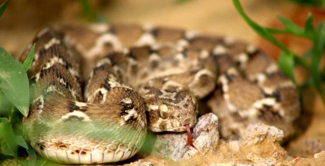 Saw scaled vipers: A small snake, the largest species staying slightly below 90cm. Most victims are bitten after dark when these are active. Venom toxicity varies among the different species, geographic locations, individual specimen, sexes, seasons etc. (Surya Prakash)