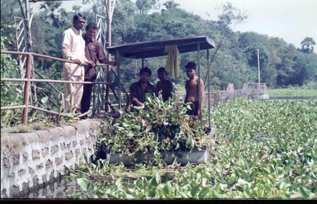 Hyacinth in the lake was removed by the municipal corporation a few years ago. (Maharashtra State Angling Association) Hyacinth in the lake was removed by the municipal corporation a few years ago. (Maharashtra State Angling Association)