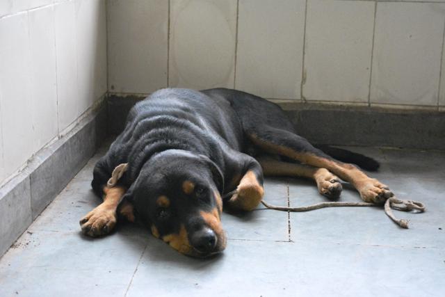Rottweiler at the SPCA shelter Rottweiler at the SPCA shelter