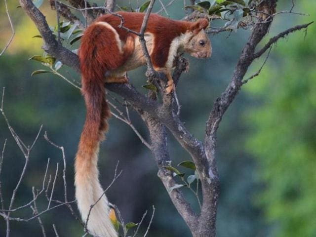 The Indian Giant Squirrel, or shekru.(Pune Forest Department)