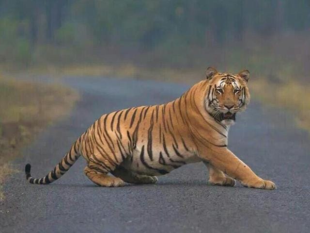 Forest officials told HT on Wednesday that pug marks of a large tiger found 30km away from the sanctuary towards Pauni Betala village in Bhandara district on Tuesday could be of Jai (Nagpur Forest Department) Forest officials told HT on Wednesday that pug marks of a large tiger found 30km away from the sanctuary towards Pauni Betala village in Bhandara district on Tuesday could be of Jai (Nagpur Forest Department)