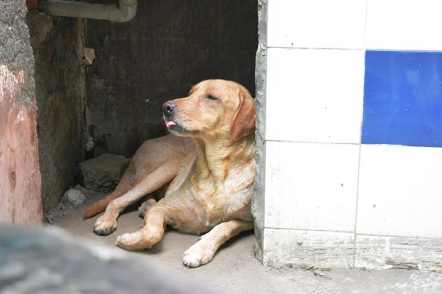 Abandoned golden labrador at SPCA Noida Abandoned golden labrador at SPCA Noida
