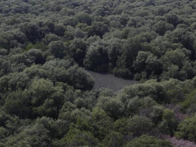 Residents said that over the past four years, encroachments in the area had destroyed over 500 mangrove trees. (HT File Photo) Residents said that over the past four years, encroachments in the area had destroyed over 500 mangrove trees. (HT File Photo)