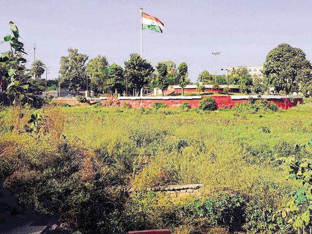 Wild growth covering Rajindra Lake in Patiala. (HT File) Wild growth covering Rajindra Lake in Patiala. (HT File)