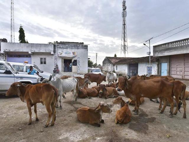 The government pays a one-time grant of Rs 2,500 for every cow to shelters housing the animals.(Arun Sharma/HT Photo)