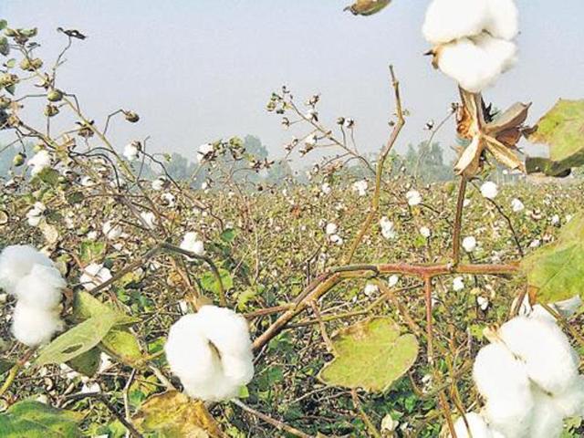 Joint director Sarabjit Singh Kandhari and agriculture development officers (ADOs) Vivek Shankar (plant protection) and Gurdyal Kumar (cash crop) were arrested with Rs 4.5-lakh “extortion and graft money” from a hotel on the Barnala bypass here. (Representative image) Joint director Sarabjit Singh Kandhari and agriculture development officers (ADOs) Vivek Shankar (plant protection) and Gurdyal Kumar (cash crop) were arrested with Rs 4.5-lakh “extortion and graft money” from a hotel on the Barnala bypass here. (Representative image)