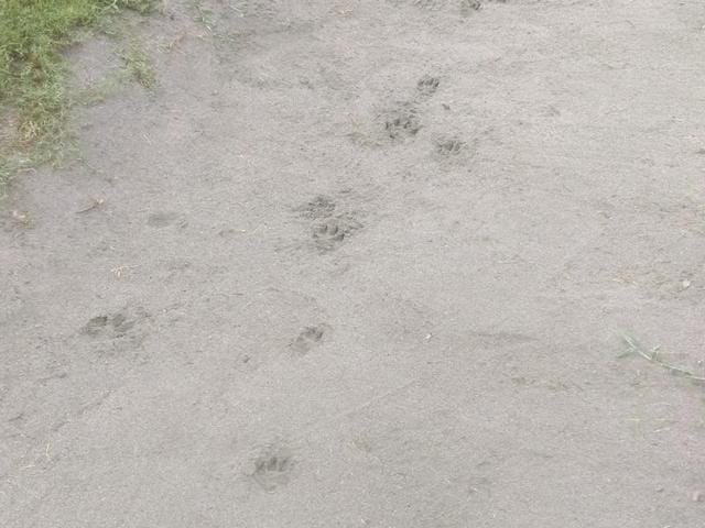 The dog’s footmarks mistaken for leopard pugmarks at the Chandigarh Golf Club’s 9th hole bunker. (Photo: Fateh JN Singh) The dog’s footmarks mistaken for leopard pugmarks at the Chandigarh Golf Club’s 9th hole bunker. (Photo: Fateh JN Singh)