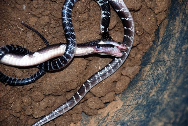 Common kraits are cannibalistic. In this picture, the larger krait killed the smaller one after 20 minutes of combat. (Photo: Nikhil Sanger)