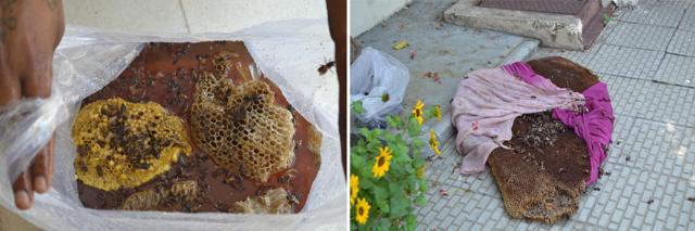 (Left) Bees dying in the extracted honey; (right) clinging onto the removed honey comb. (Photo: Vikram Jit Singh) (Left) Bees dying in the extracted honey; (right) clinging onto the removed honey comb. (Photo: Vikram Jit Singh)