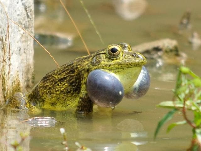 A frog croaking after heavy rainfall in Jalandhar on Saturday. (Pardeep Pandit/HT Photo) 