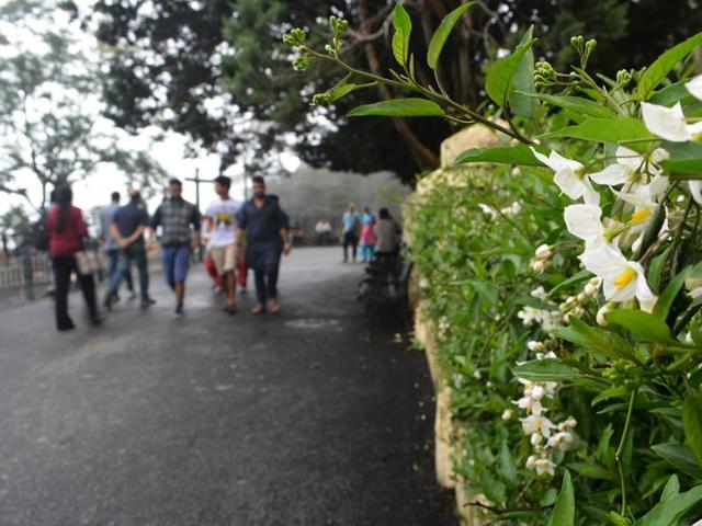 Blooming flowers and a misty pleasant weather at Mall road, Shimla on Saturday. (Deepak Sansta/HT Photo) Blooming flowers and a misty pleasant weather at Mall road, Shimla on Saturday. (Deepak Sansta/HT Photo)