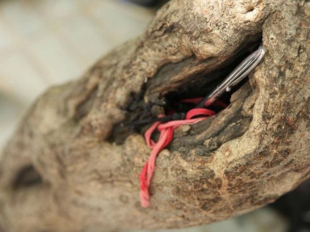 Sacred wrist thread and a pen tucked inside hollow of a tree by an aspirant in Jaipur. (Himanshu Vyas/ Hindustan Times)