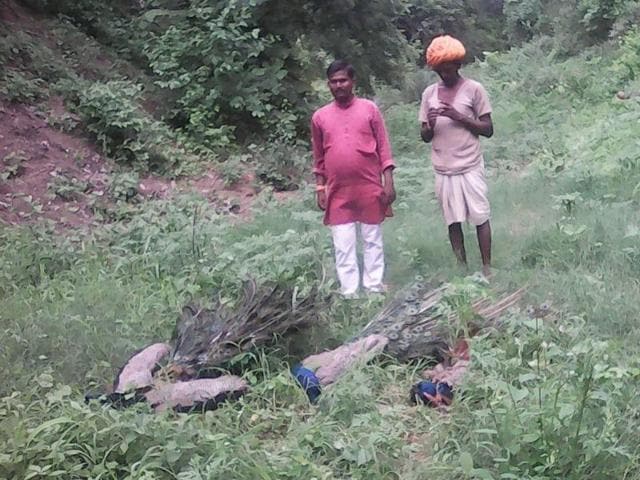More than one-and-a-half dozen peacocks were found dead in different parts of Petlawad tehsil of Jhabua district.(HT photo)