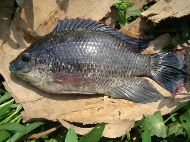 Mozambique tilapia, a non-native species, introduced in the lake. (HT) Mozambique tilapia, a non-native species, introduced in the lake. (HT)