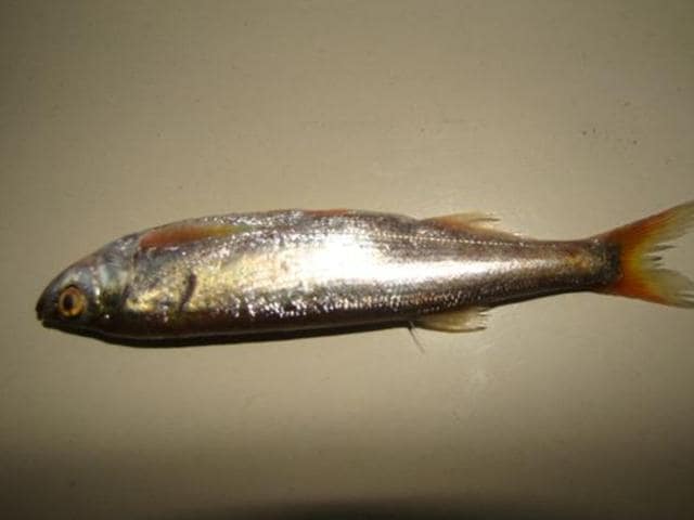 A native fish species, Chilwa, which has gone missing. (HT) A native fish species, Chilwa, which has gone missing. (HT)