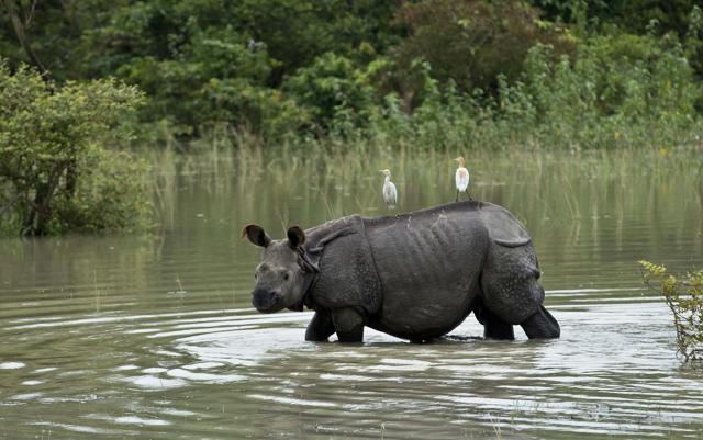 A pair of egrets sit on a one-horned Rhinoceros as it wades through flood waters at the Pobitora Wildlife Sanctuary that was flooded following heavy monsoon rains at Pobitora, east of Gawahati, Assam. (AP Photo) A pair of egrets sit on a one-horned Rhinoceros as it wades through flood waters at the Pobitora Wildlife Sanctuary that was flooded following heavy monsoon rains at Pobitora, east of Gawahati, Assam. (AP Photo)