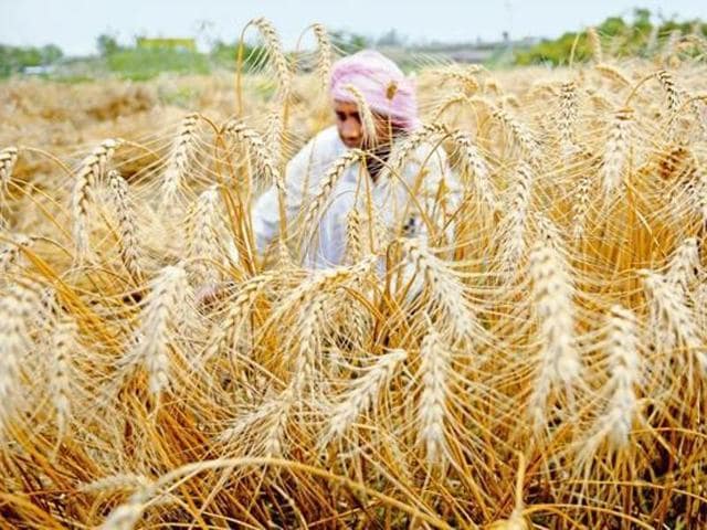 “The proposed cell will take up with the Centre what we owe each other,” said a food department officer. “It is require because the stop-gap arrangement failed.”(Representative Livemint photo) “The proposed cell will take up with the Centre what we owe each other,” said a food department officer. “It is require because the stop-gap arrangement failed.”(Representative Livemint photo)