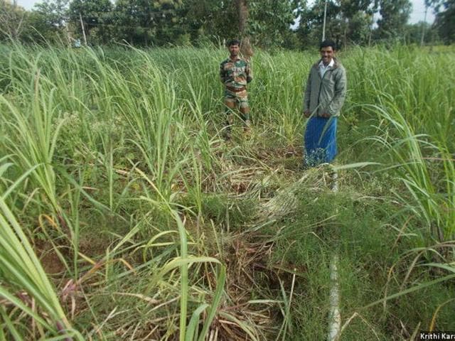 Farmer Shiva Murthy, whose sugarcane crop was trampled by elephants in July 2016–the fifth such pachyderm raid over the past year–used Wild Seve’s toll-free number for assistance. Field agent Mahadevaswamy informed and brought along a forest official to validate and document Murthy’s claim for compensation. The procedure for application, which once took up to 15 days–if farmers bothered to apply at all–now takes as little as four days. (Krithi Karanth) Farmer Shiva Murthy, whose sugarcane crop was trampled by elephants in July 2016–the fifth such pachyderm raid over the past year–used Wild Seve’s toll-free number for assistance. Field agent Mahadevaswamy informed and brought along a forest official to validate and document Murthy’s claim for compensation. The procedure for application, which once took up to 15 days–if farmers bothered to apply at all–now takes as little as four days. (Krithi Karanth)