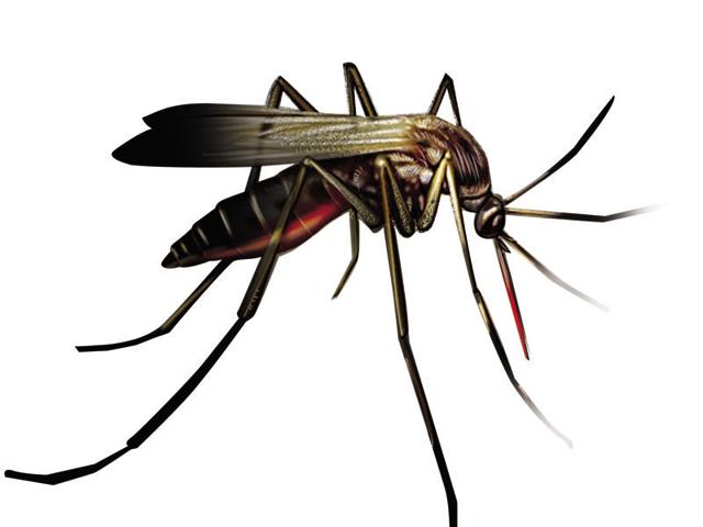 How to Efficiently Repel Mosquitoes from Entering Your House?