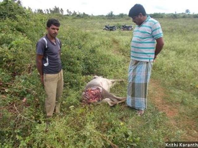 Farmer Mahadeva Gowda is seen standing next to the carcass of his cow, which was killed by a tiger in August 2015. Gowda is a beneficiary of a new programme called Wild Seve, or wild service, which deploys specially trained locals called “field agents” who hand-hold villagers to navigate formidable government compensation procedures. Farmer Mahadeva Gowda is seen standing next to the carcass of his cow, which was killed by a tiger in August 2015. Gowda is a beneficiary of a new programme called Wild Seve, or wild service, which deploys specially trained locals called “field agents” who hand-hold villagers to navigate formidable government compensation procedures.