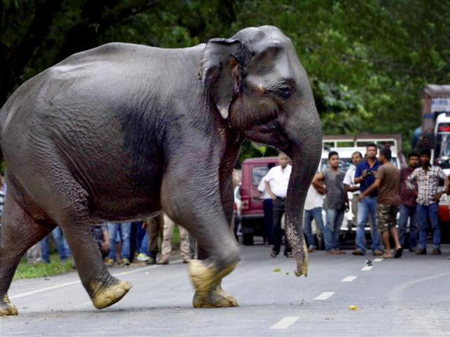 A wild elephant crosses a highway in search of dry land after floods hit Kaziranga National Park in Assam on Sunday. (PTI Photo)