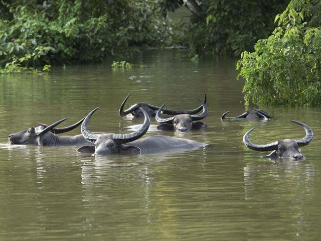 Wild buffalos swim in flood waters in search of high land in Kaziranga National Park. (AP Photo)