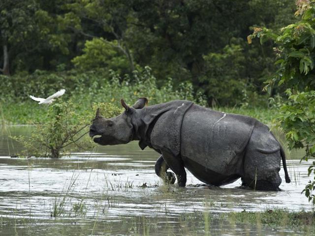 Water everywhere, not a drop to drink: Monsoon affect man and wild in ...