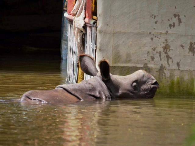 A Rhino calf swims through flood waters at Baghmari Village near Kaziranga National Park. (PTI Photo)
