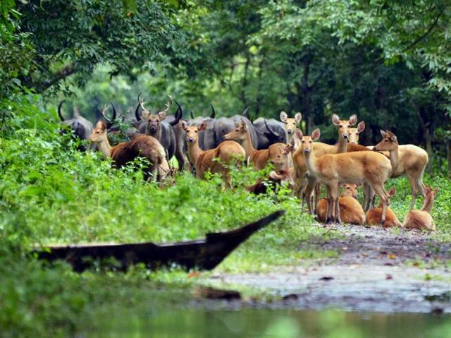 Deers and buffalo are seen on dry land after floods hit Kaziranga National Park, causing around 70 percent of the sanctuary to be under flood water on Tuesday. (PTI Photo)