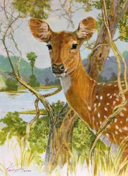 ‘The emotions’ depicts a spotted deer Kamath saw near the Kanheri caves. (Vasudeo Kamath)