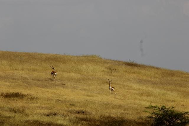 Blackbuck spotted on an expedition to Karmala. (BNHS)