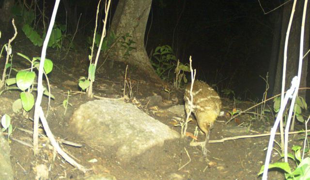 Spotted: Three Most Rare Species In Palamu Tiger Reserve - Hindustan Times