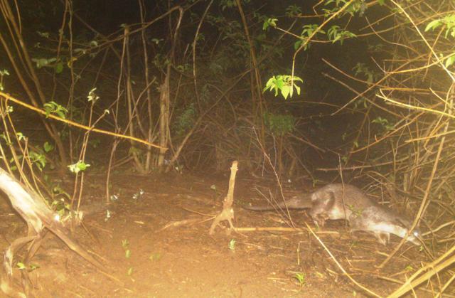The range and population of Smooth Coated Otter are found to be shrinking in the Indian subcontinent due to loss of wetland habitat and contamination of waterways by pesticides. (HT Photo)