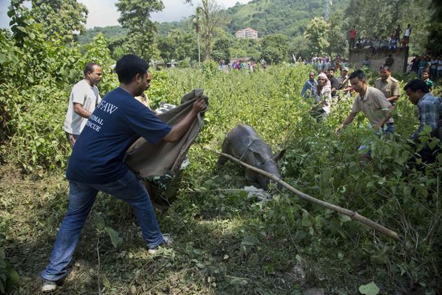 Indian forest officials and wildlife conservationists try to catch a baby Rhino that strayed into an adjacent village following floods at the Kaziranga National Park on Thursday. The Rhino calf was rescued and sent to a conservation centre. (AP) Indian forest officials and wildlife conservationists try to catch a baby Rhino that strayed into an adjacent village following floods at the Kaziranga National Park on Thursday. The Rhino calf was rescued and sent to a conservation centre. (AP)