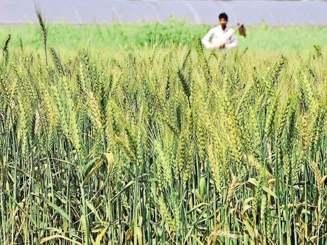 Under the scheme, farmers have to pay mandatory premium after every six months. (HT File Photo) Under the scheme, farmers have to pay mandatory premium after every six months. (HT File Photo)