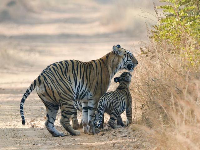 The Tadoba residents’ fondness for her led the postal department to issue a stamp of Maya and her cub recently.(Dr. Sudhir Gaikwad Inamdar)