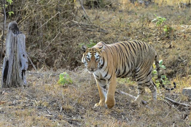 Picture perfect: Doctor captures three generations of tigers on film ...