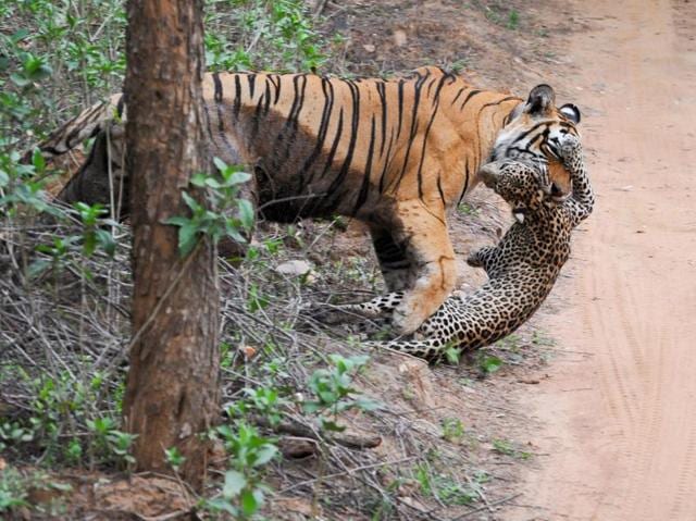 On International Tiger Day, we bring you face to face with the majestic ...