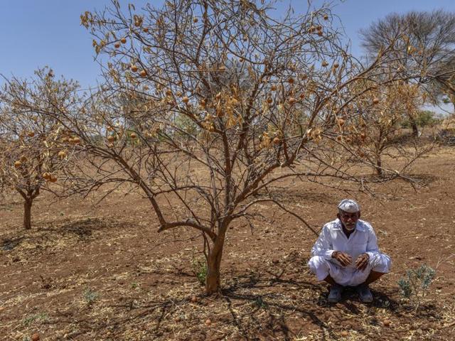 A farmer sitting in his drought-hit farm at Navegaon village, Paithan, Maharashtra, on Monday, April 25, 2016. (Satish Bate / HT Photo) A farmer sitting in his drought-hit farm at Navegaon village, Paithan, Maharashtra, on Monday, April 25, 2016. (Satish Bate / HT Photo)