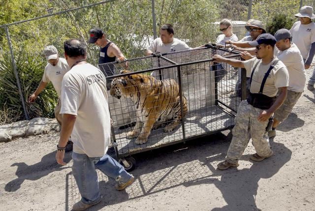 Wildlife Waystation staff members return "Tyson," a tiger, who was evacuated from the sanctuary in the Angeles National Forest in the Sylmar area of Los Angeles on Wednesday. (AP) Wildlife Waystation staff members return "Tyson," a tiger, who was evacuated from the sanctuary in the Angeles National Forest in the Sylmar area of Los Angeles on Wednesday. (AP)