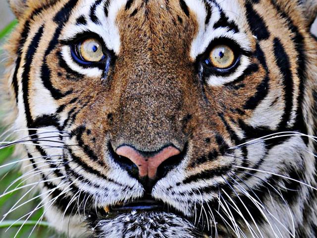 The eye of the tiger: The portrait of a Royal Bengal Tiger at Chattbir Zoo in Mohali. India has pledged to double its tiger population by 2022 through “conservation and care”. (RAVI KUMAR/HT PHOTO) The eye of the tiger: The portrait of a Royal Bengal Tiger at Chattbir Zoo in Mohali. India has pledged to double its tiger population by 2022 through “conservation and care”. (RAVI KUMAR/HT PHOTO)