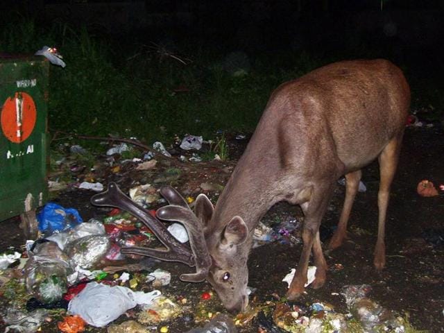 Glass and plastic bottles can injure the animals, and if consumed,they might fall fatally ill. (HT File Photo for Representation) Glass and plastic bottles can injure the animals, and if consumed,they might fall fatally ill. (HT File Photo for Representation)