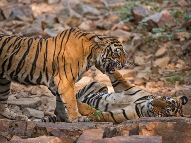 A few months ago Krishna was seen mating with Star male again and forest authorities are hopeful that she is preparing to have her third litter soon.  (Aditya Dicky Singh) 