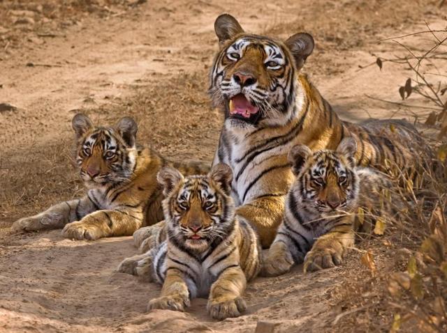 Life of Krishna the tigress | Hindustan Times
