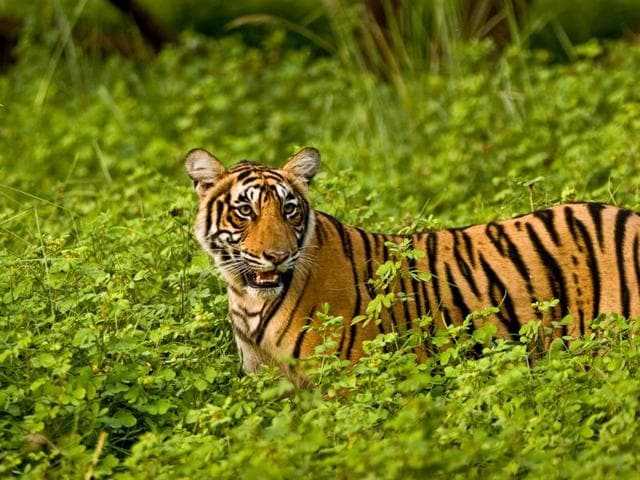 For nearly two years, the cubs stayed with their mother around the area near the lakes, one of the prettiest habitats of Ranthambhore national park. While T-17 started carving out her own territory by the end of 2007, T-18 and Krishna (in photo), stayed on with their mother till the end of summer 2008.  (Aditya Dicky Singh) 