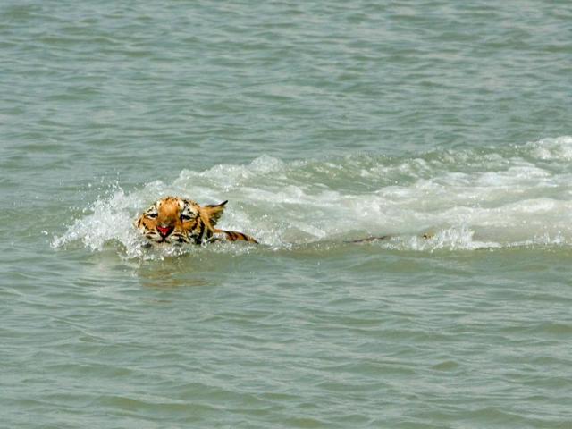 Swimming to safe shores: Instead of 100,000 tigers that roamed in the wild, not even 4,000 survive today. Worse, a number of tiger species are already extinct. (ASHOK NATH DEY/HT PHOTO) Swimming to safe shores: Instead of 100,000 tigers that roamed in the wild, not even 4,000 survive today. Worse, a number of tiger species are already extinct. (ASHOK NATH DEY/HT PHOTO)