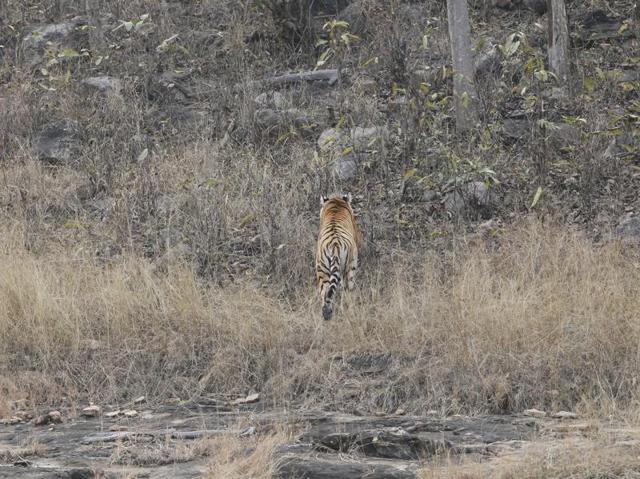 Battle for survival: India needs to take a hard look at its tiger numbers and ensure their survival.    The International Tiger Day is a good time to spare a thought for the country’s national animal.   (Gurinder OSan/HT PHOTO) 