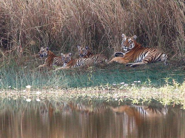 Under threat: Though the numbers have been increasing, we cannot be complacent. The world has lost 97% of all wild tigers in a bit over 100 years. (SANTOSH HARHARE/HT PHOTO) Under threat: Though the numbers have been increasing, we cannot be complacent. The world has lost 97% of all wild tigers in a bit over 100 years. (SANTOSH HARHARE/HT PHOTO)